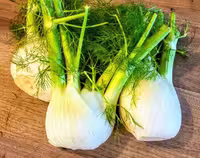 بذر رازیانه