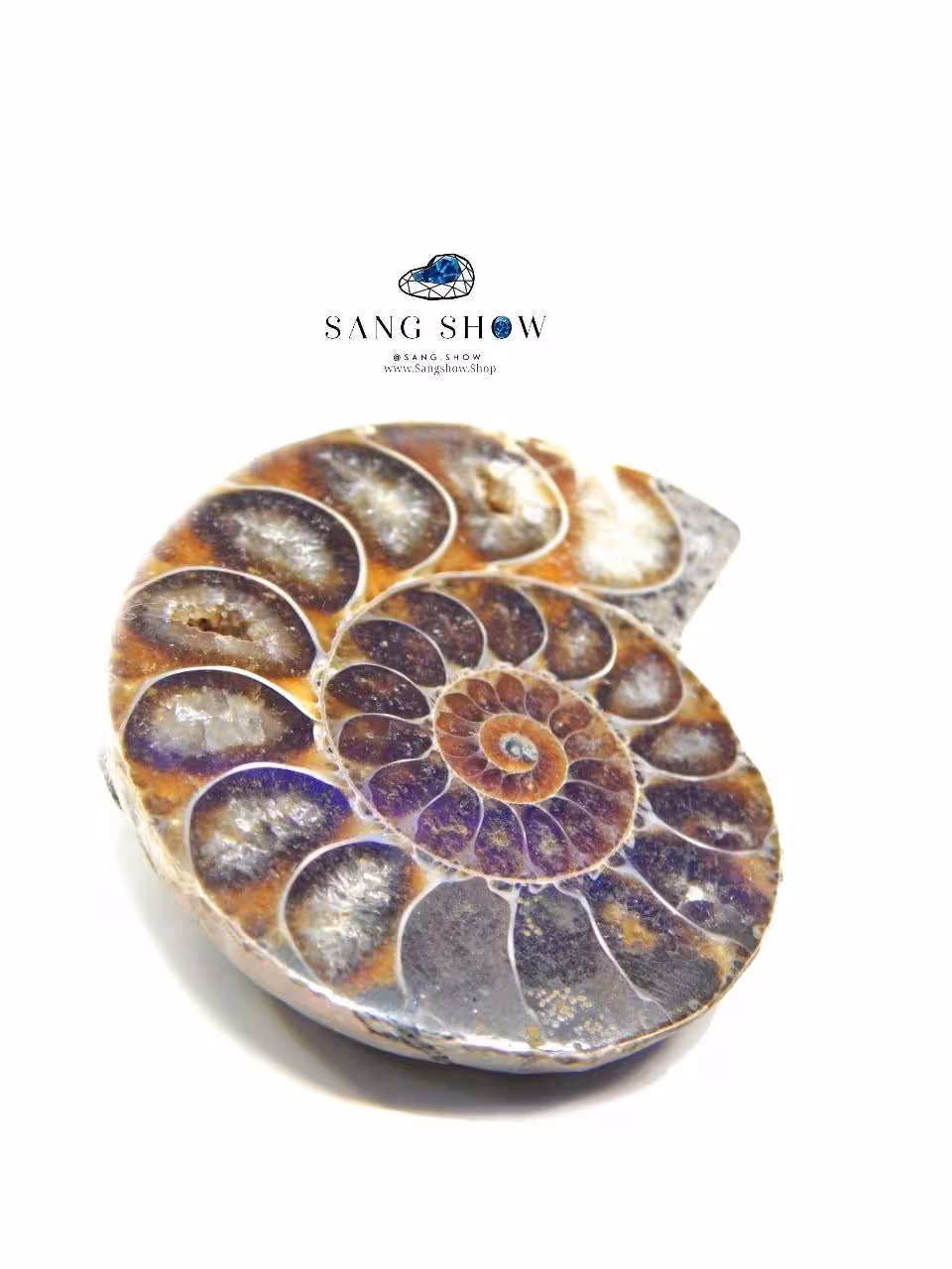 فسیل آمونیت میلیون ساله نمونه استثنایی و اصل  S1474