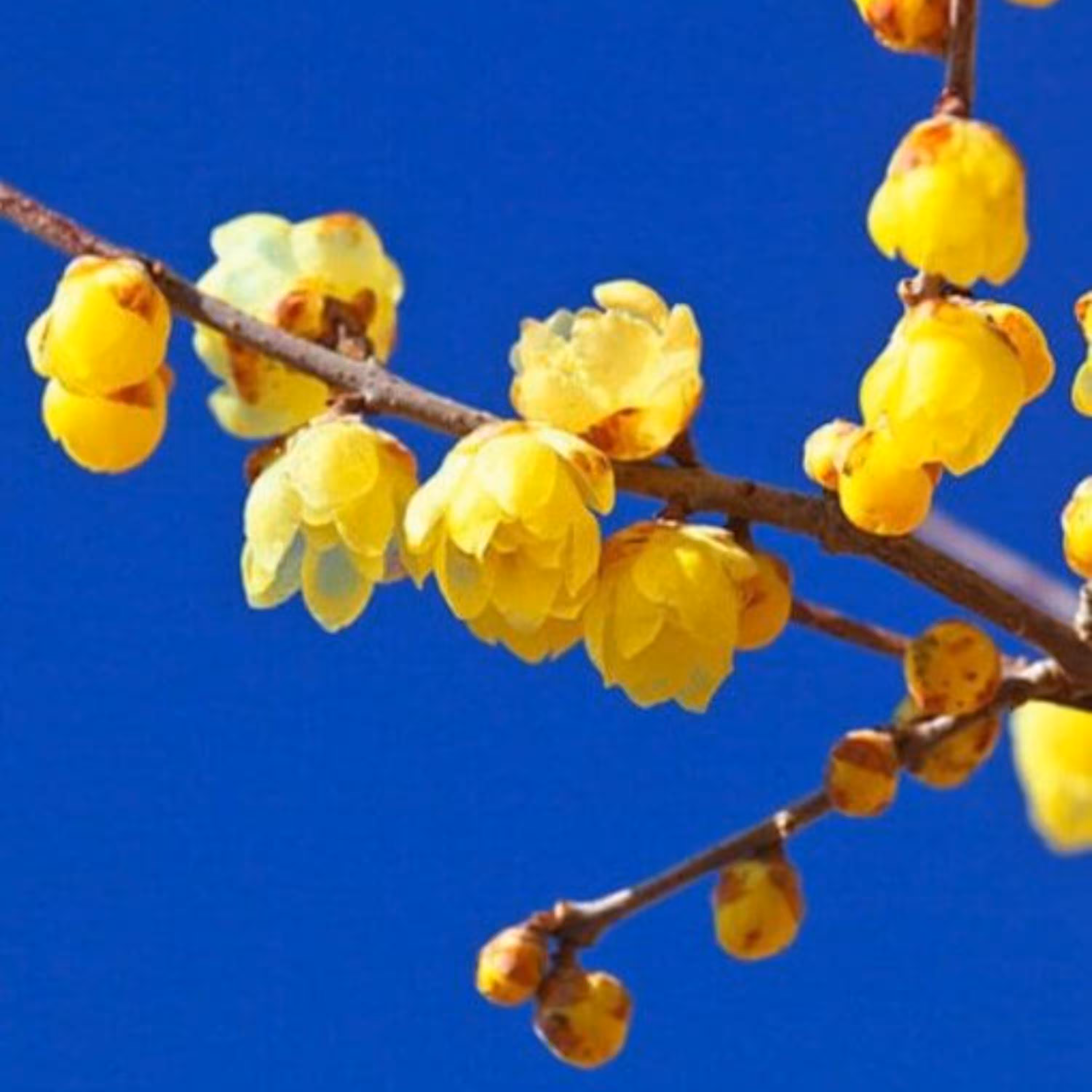 بذر گل یخ معطر آمریکایی بسته 5 عددی