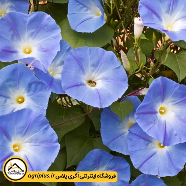 بذر گل نیلوفر آبی هلندی (Ipomea Tricolor Heavenly Blue) مولر