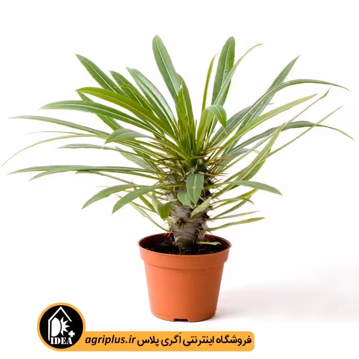 بذر نخل ماداگاسکار