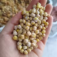 نخودچی ریز شمال ارگانیک شور(یک کیلو) شمالی محلی 