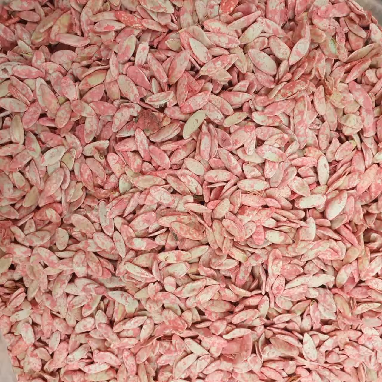 بذر خیار چمبر کاشتی - 500 گرم