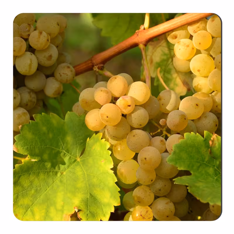 مگنت طرح انگور کد NIM649