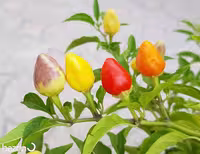 بذر فلفل بولیوی رنگین کمانی