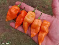 بذر فلفل تند هابانرو