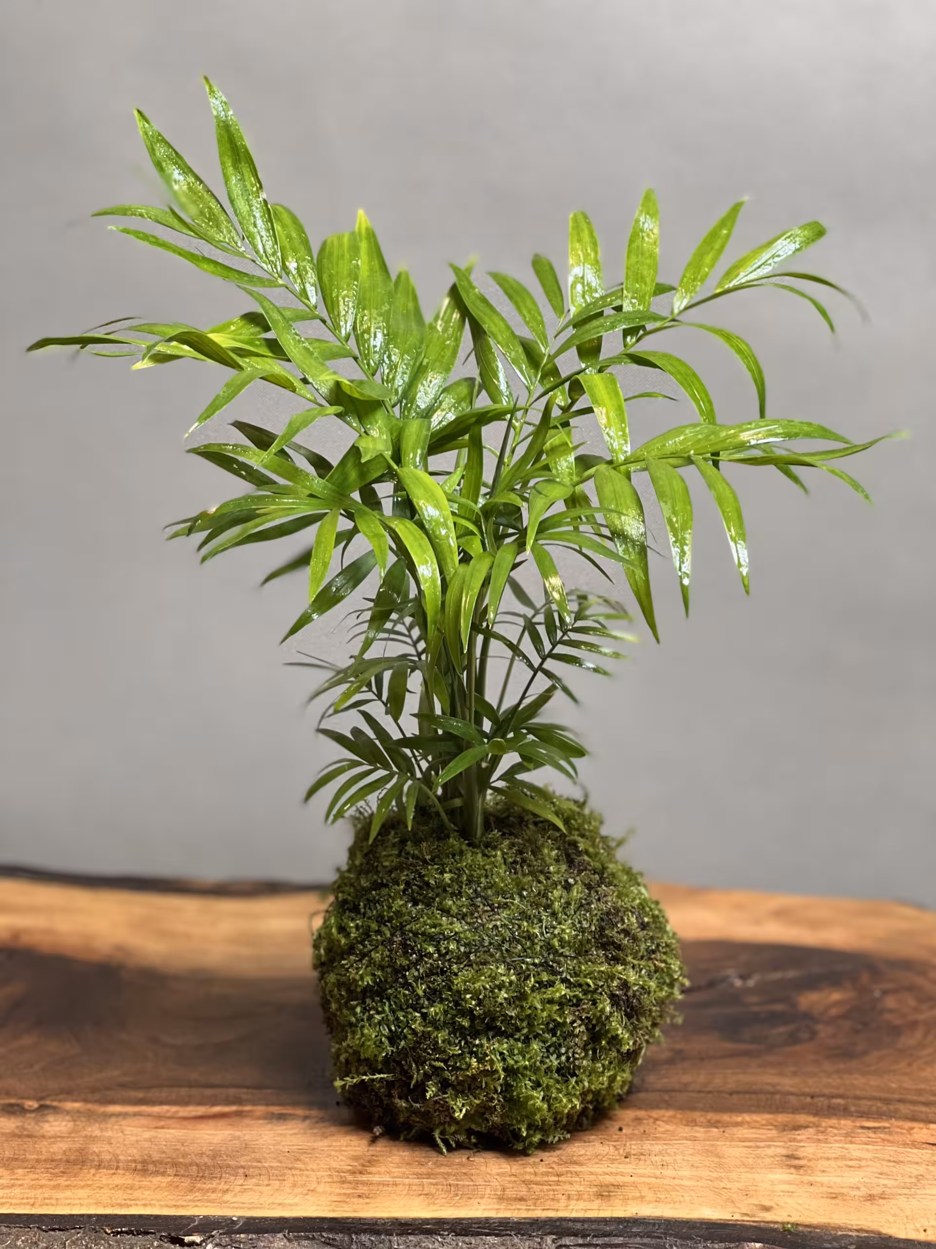 قیمت و خرید کوکداما نخل شامادورا 🌱 با ارسال فوری