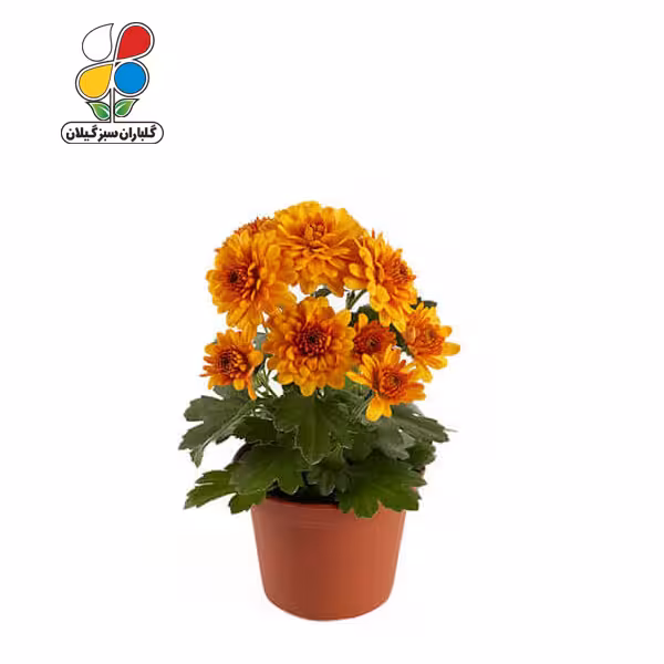 بذر گل داوودی بسته سه عددی