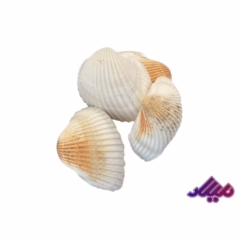 صدف کد 1170022