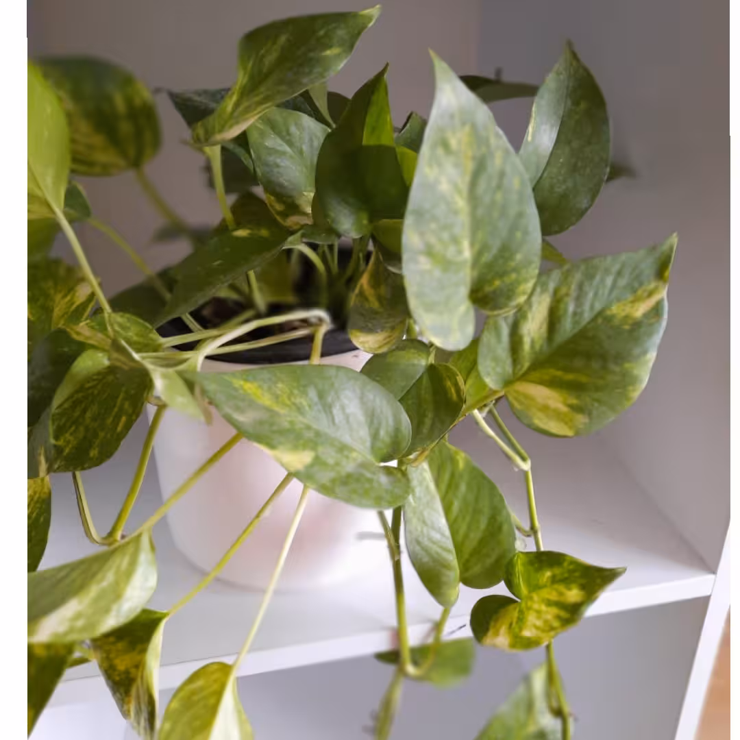 پتوس آویز شده بدون گلدان سرامیک 