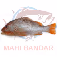 ماهی سرخو  محلی ( اصلی )