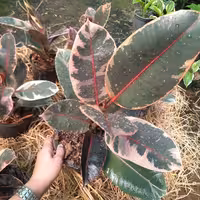 فیکوس شرابی