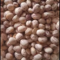 لوبیا چیتی سرحد 10کیلو 