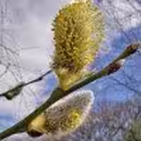 پوست شاخه های جوان بیدمشک