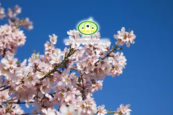 آسمان مجازی شکوفه کد 3026