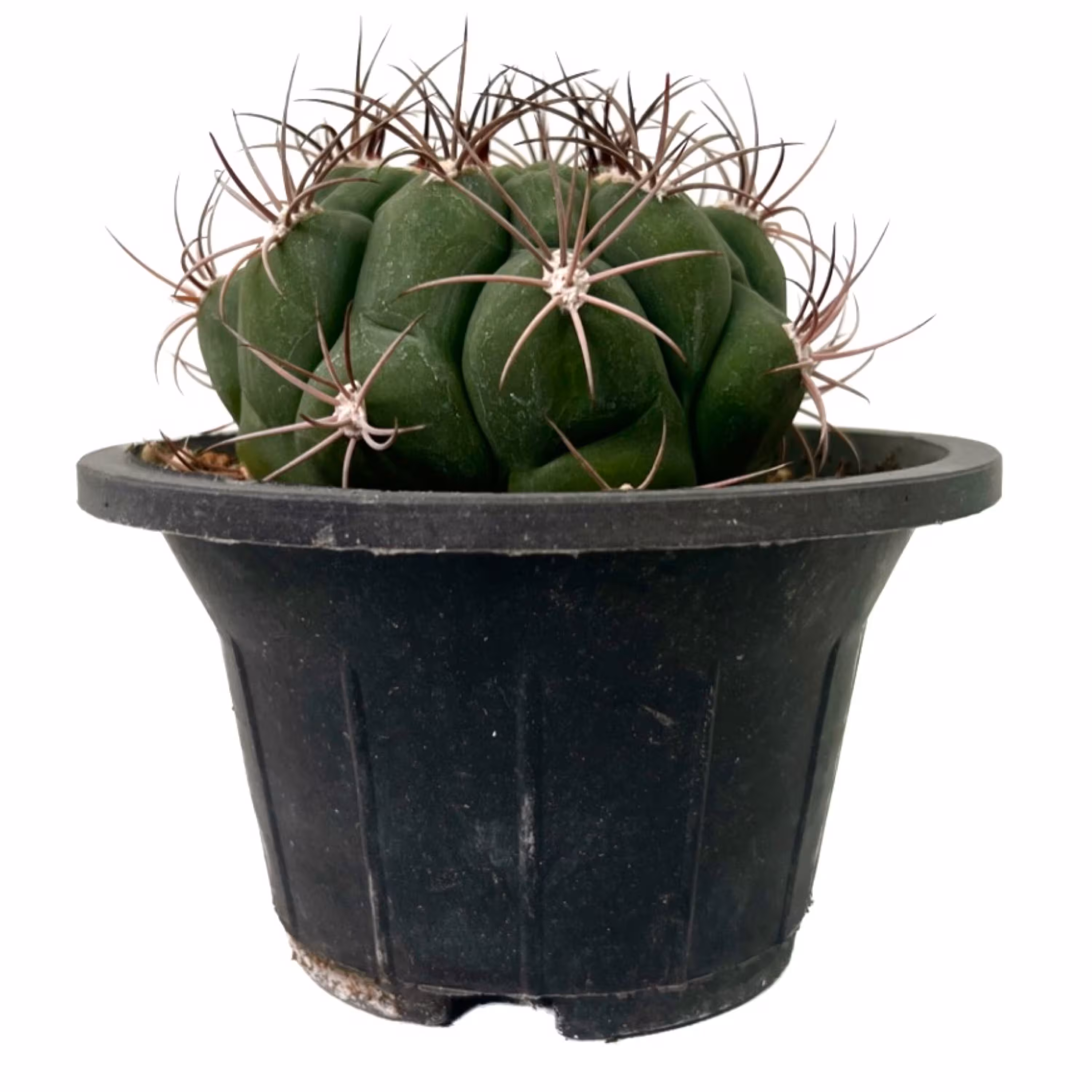 کاکتوس ژمینو بروچی کاکتوس مینیاتوری گل و گیاه طبیعی