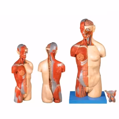 مولاژ نیم تنه دو جنسیتی 32 قسمتی