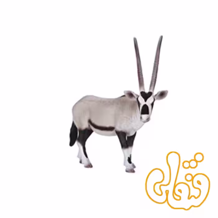غزال بزرگ آفریقا Oryx 387242