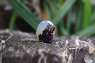 عقیق شجر برزیل