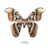 قاب پروانه کلکسیونی گونه Atlas Moth