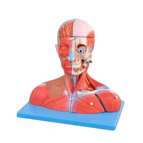 مولاژ سر و گردن با عروق و اعصاب
