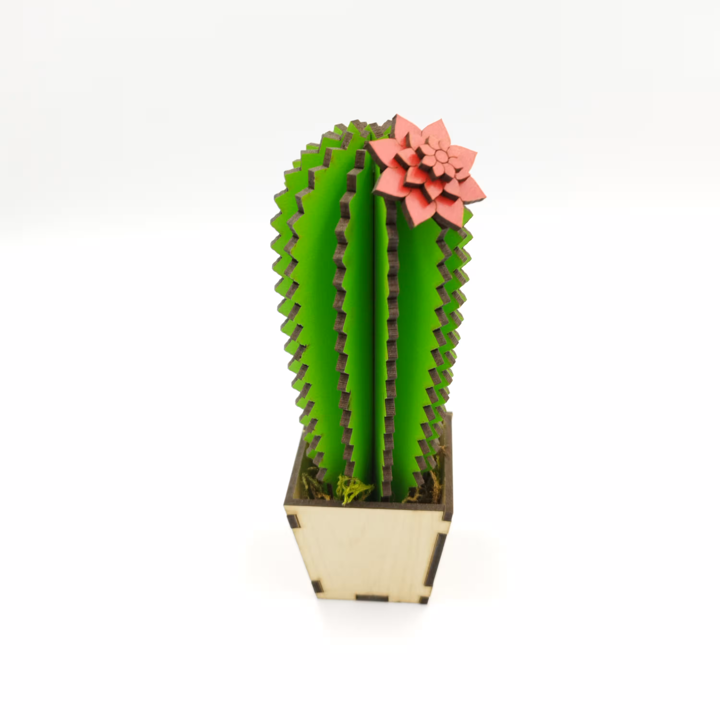 کاکتوس چوبی  