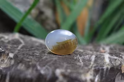 عقیق شجر برزیل