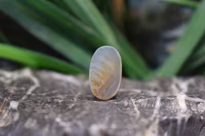 عقیق شجر برزیل