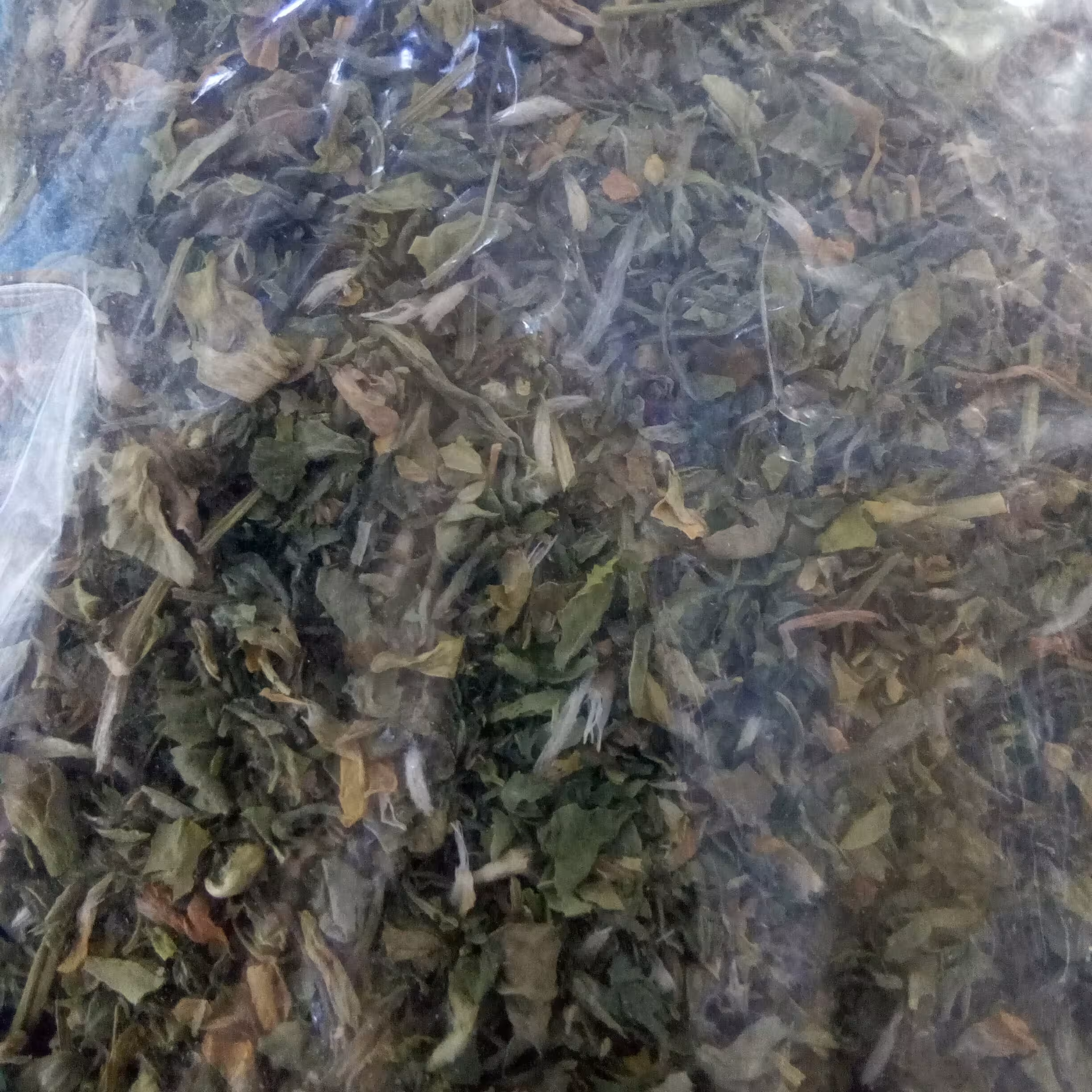 گیاه شنبلیله