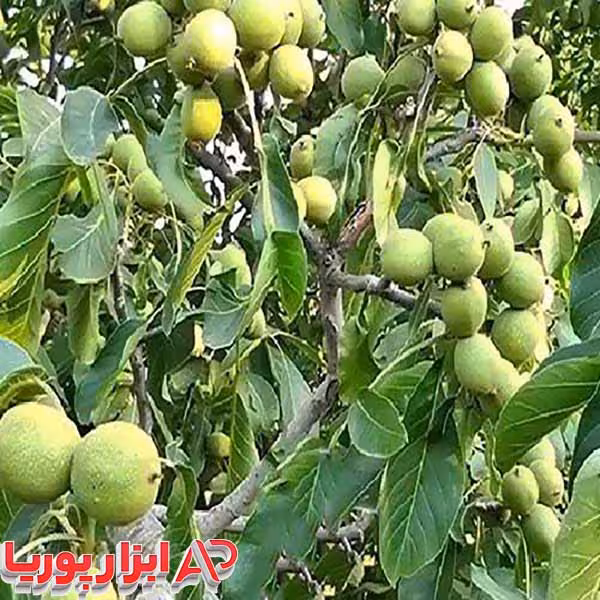 نهال گردو چندلر