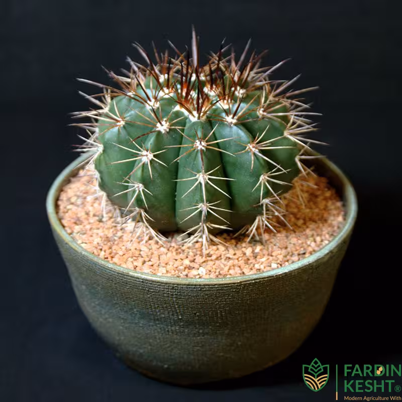 بذر کاکتوس ملو معمولی بسته 20 عددی