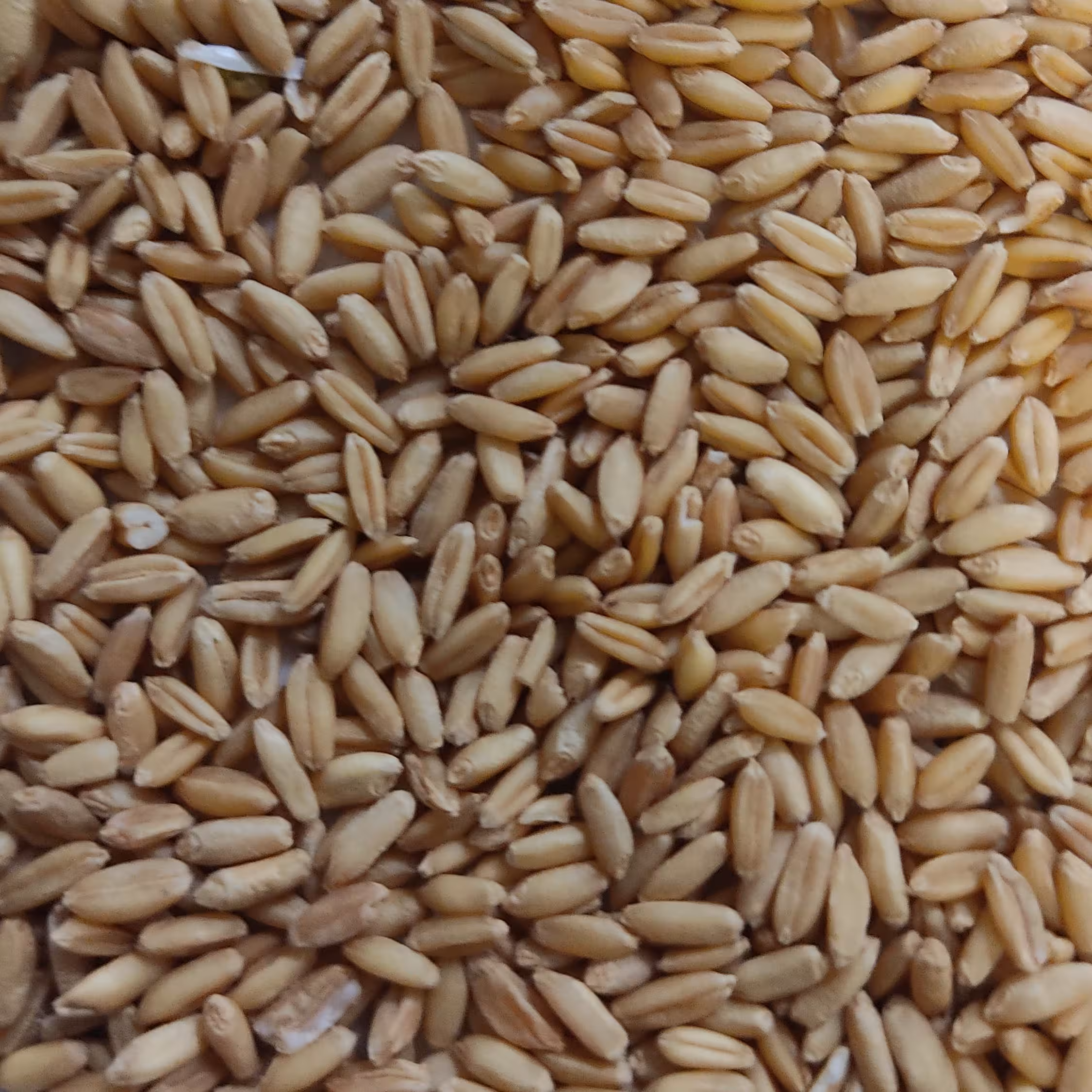 گندم  بسته یک کیلویی  تمیز بدون جو و بوجاری شده( دیم)  کاملا تمیز و بدون افت  بسته  یک  کیلویی 