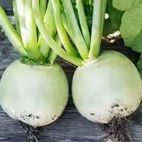 بذر ترب سبز گرد