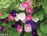 بذر گل نیلوفر رونده الوان