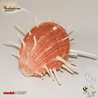 پوسته صدف دکوری کد B037