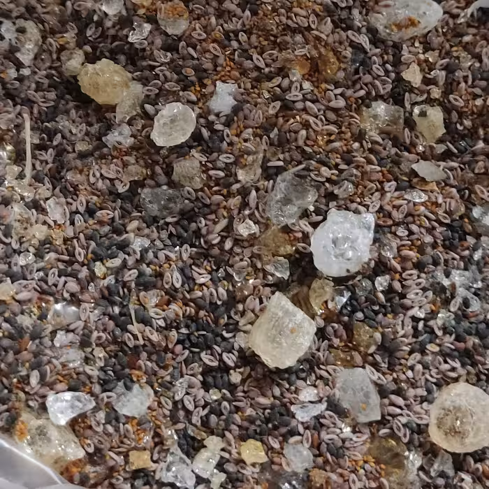 چهارتخمه تازه و اعلاء 1000 گرمی تضمین کیفیت