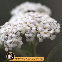 بذر بومادران زینتی رقم True Wild Form