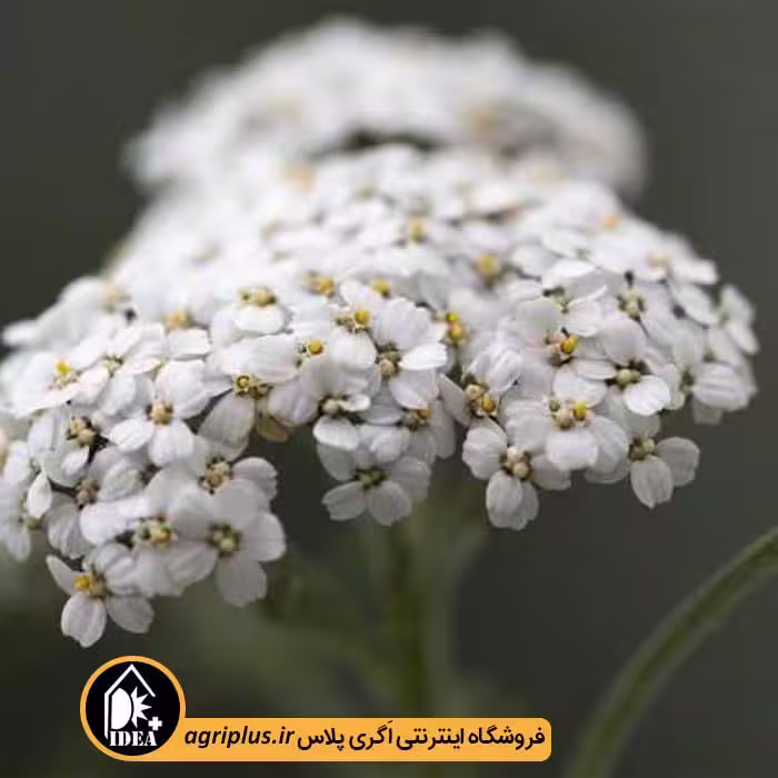 بذر بومادران زینتی رقم True Wild Form