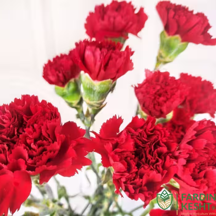 بذر گل میخک رز سرخ صد پر گل درشت بسته 20 عددی