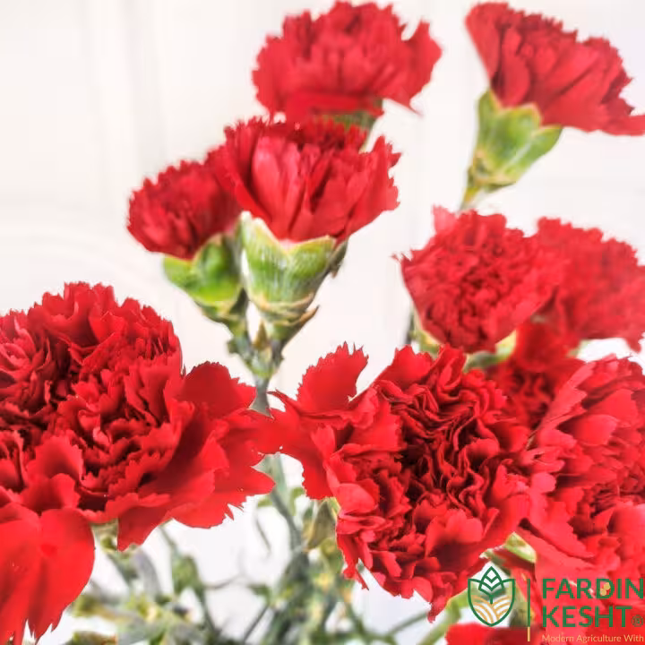 بذر گل میخک رز سرخ صد پر گل درشت بسته 20 عددی