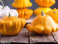 بذر کدو ستاره ای نارنجی