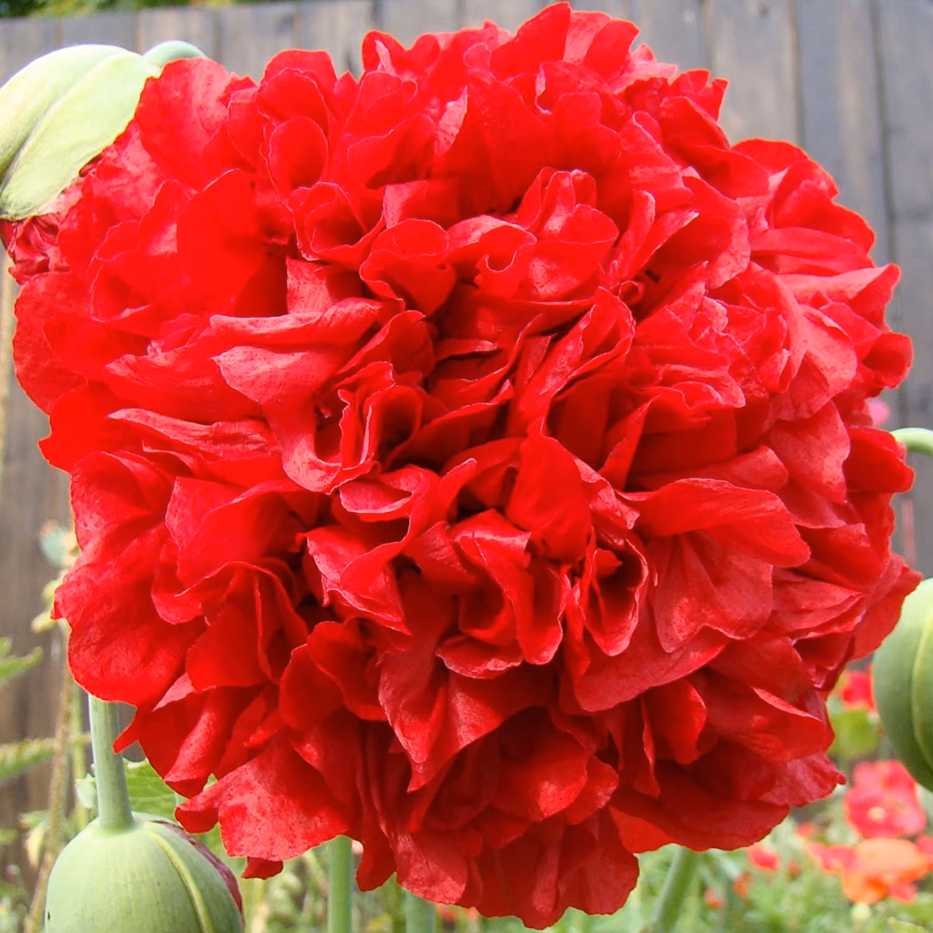 بذر گل شقایق پرپر قرمز10 عددی