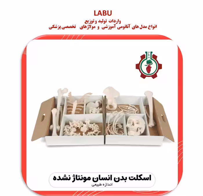 استخوان بندی اسکلت بدن انسان 1/2 اندازه طبیعی (مونتاژ نشده)