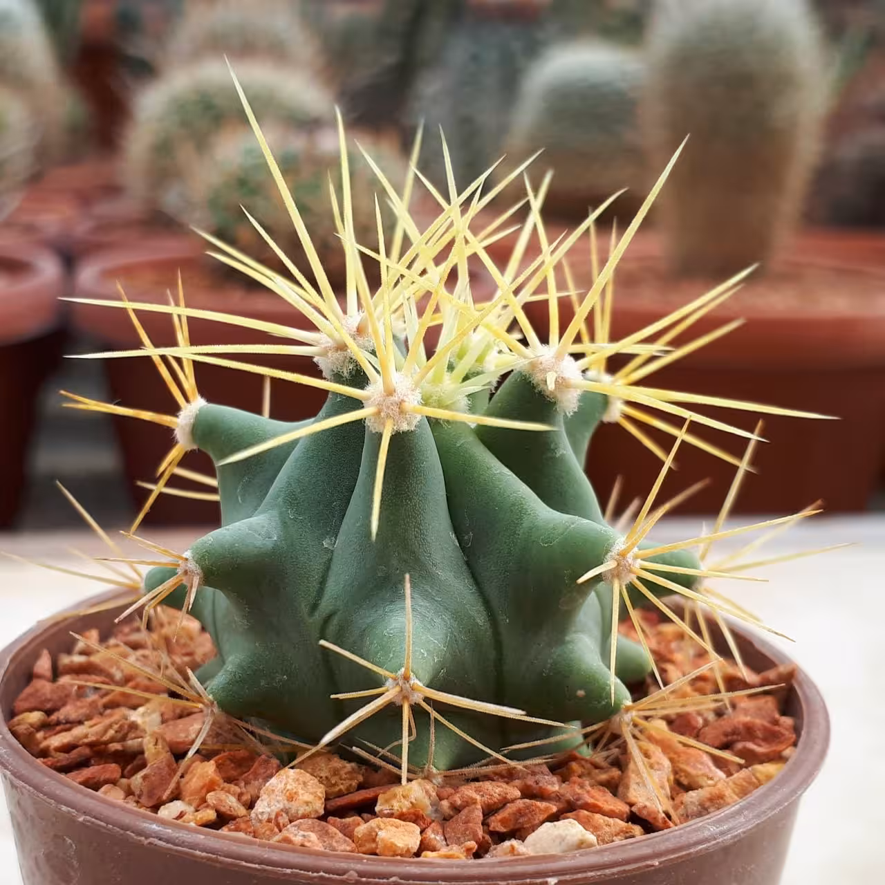 فروکاکتوس تیغ زرد اصل بسیار با ارزش