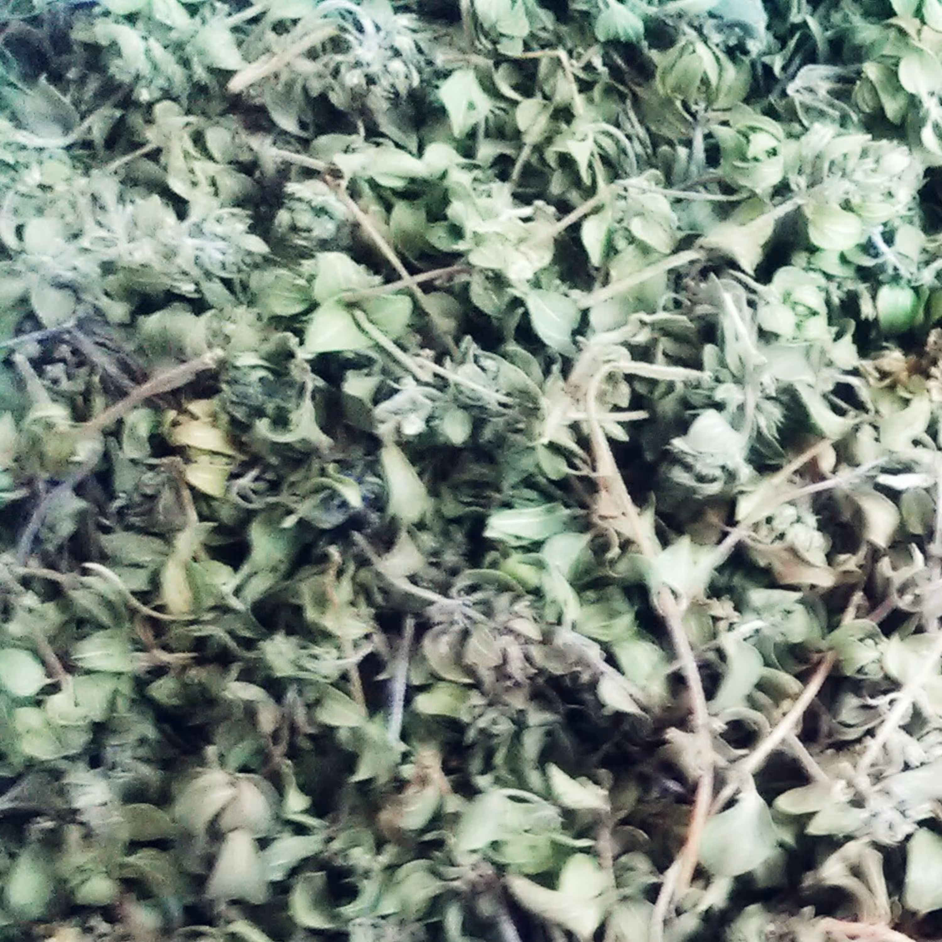 آویشن کوهی اعلا امسالی بسیار خوش بو و تمیز 50 گرمی (ارسال بصورت فله ای)