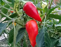 بذر فلفل سانتافه