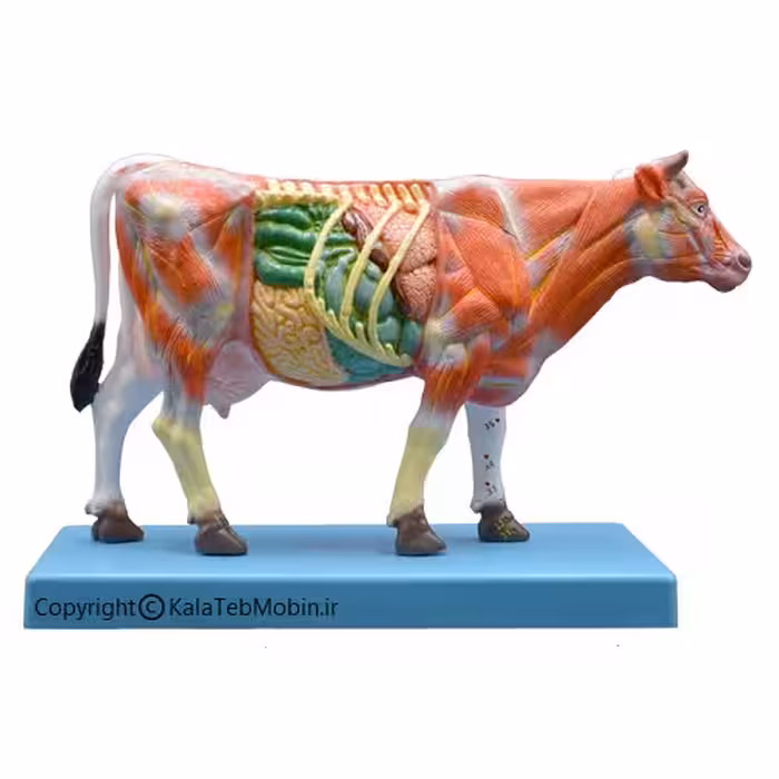 مولاژ آموزشی گاو