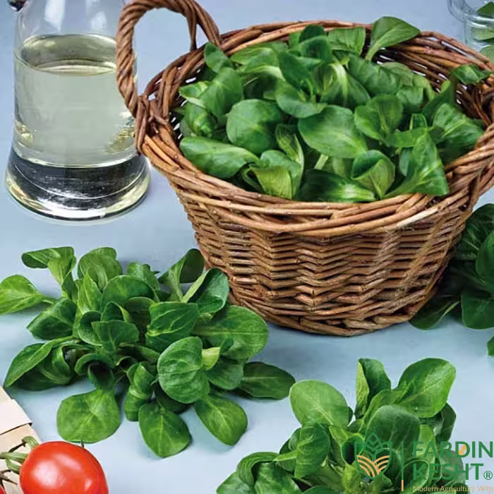بذر سبزی والریانلا فرانسوی بسته 50 عددی
