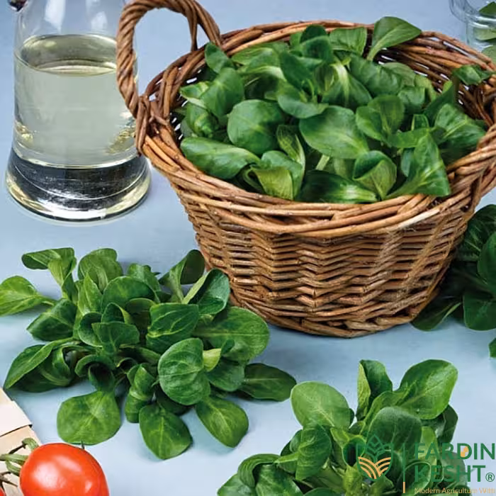بذر سبزی والریانلا فرانسوی بسته 50 عددی