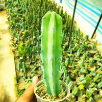 میرتلو  آبی